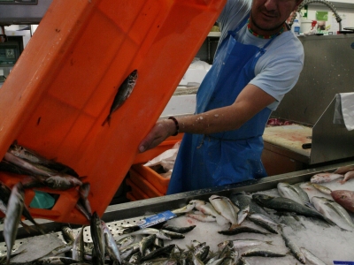 CHEGADA-DO-PEIXE-A-BANCADA