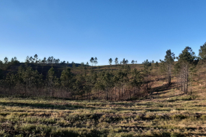 Estabilização de emergência pós incêndio do Tojeiro - 1.ª Fase